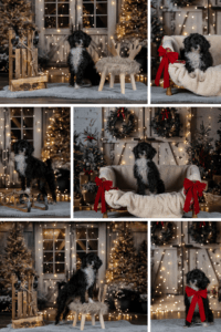 Sophart Photography Hunde Fotografie Weihnachten