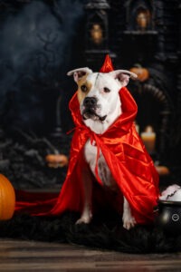 Sophart Photography Hunde Fotografie